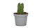 Small potted `Crassula Buddha`s Temple` succulent plant on white background