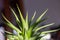 Small potted haworthia houseplant