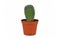 Small potted \\\'Mammillaria Pringlei\\\' lemon ball cactus