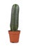 Small potted `Marginatocereus Marginatus` cactus on white background