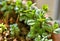 Small potted mint plants. The winter sun has a yellowish light that illuminates the scene