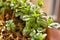 Small potted mint plants. The winter sun has a yellowish light that illuminates the scene