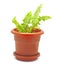 Small potted plant