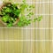 Small potted plant bamboo mat background