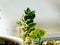 A small potted plant with fluffy leaves lit by the spring sunshine