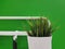 Small Potted Plant Hanging on White Rack Against Green Wall