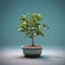 Small potted plant, likely an indoor tree or shrub. It is placed on top of blue background, creating contrast between