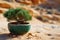 a small potted plant in the sand