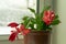 Small potted plant, Schlumberger flower with red buds