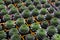 Small potted plants in a greenhouse , Various flowers and cactus plants inside nursery