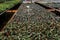 Small potted plants in a greenhouse , Various flowers and cactus plants inside nursery