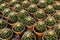 Small potted plants in a greenhouse , Various flowers and cactus plants inside nursery