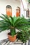 Small potted sago palm Cycas revoluta in courtyard of Monastery Panormitis on the island Symi, Greece