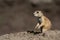 Small prairy dog standing on rock