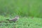 Small pratincole