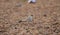 Small pratincole bird