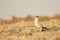 Small pratincole bird