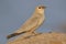 Small pratincole bird.