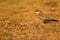 Small pratincole bird.