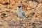 Small Pratincole Glareola lactea Beautiful Birds of Thailand