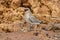 Small Pratincole Glareola lactea Beautiful Birds of Thailand