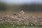 Small Pratincole, Glareola lactea, India