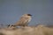 Small Pratincole an winter visitors