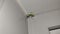 Small praying mantis sits in a corner on the ceiling