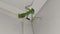 Small praying mantis sits in a corner on the ceiling