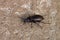 Small predacious ground beetle on gravel road.