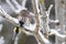 Small predator Eurasian Pygmy Owl, Glaucidium passerinum sitting on a branch with its prey