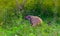 Small predator, mammal, Stripe-necked Mongoose, Urva vitticolla prowling