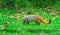 Small predator, mammal, Stripe-necked Mongoose, Urva vitticolla prowling