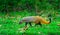 Small predator, mammal, Stripe-necked Mongoose, Urva vitticolla prowling