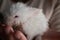 Small premature white rabbit in the hands of its owner