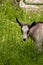 Small pretty domestic goat grazing