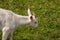 Small pretty domestic goat grazing, close up