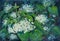 Small pretty white flowers in large green leaves. Floral summer landscape