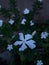 Small pretty white moody flowers