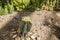 Small Prickly blooming Cactus. Sunny summer day