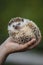 Small prickly hedgehog curled up in a ball on his hand