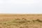 A small pride of young lions in the savannah. Masai Mara, Africa