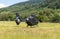 Small private black helicopter