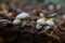 Small puffbal mushrooms in October in the wood