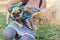 A small pug dog facing a sheep in a field.