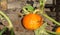 Small pumpkin or calabash in the garden