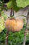 Small pumpkin growing with wooden support in old ornamental garden