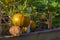 A small pumpkin grows on a goat panel trellis supported by a large stone on the edge of a raised garden bed