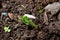 Small pumpkin plant