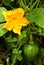 A small pumpkin in the plant with flower, vein, leaves and bud in farm field